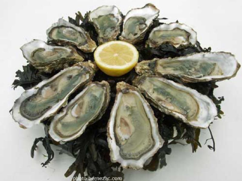 Pacific Oysters Nutritional Value Besto Blog
