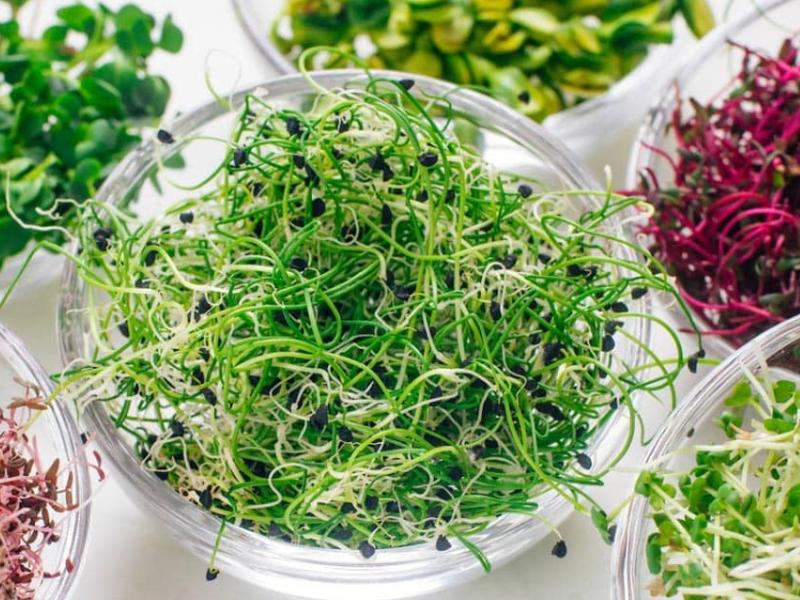 Micro Greens