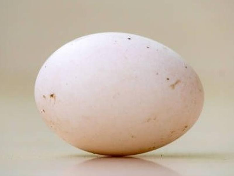 Duck egg