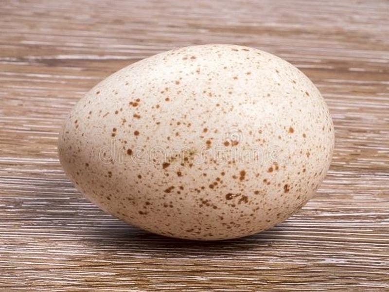 Turkey egg