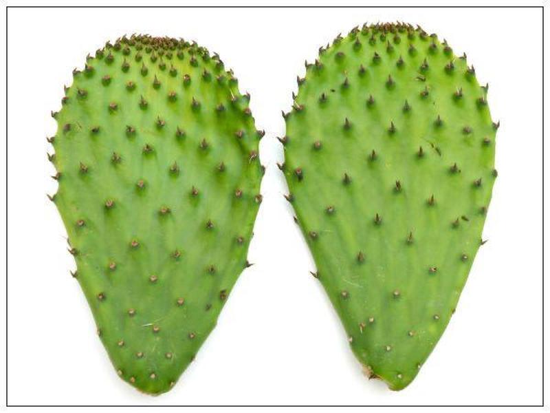 Cactus Leaves (Nopales)