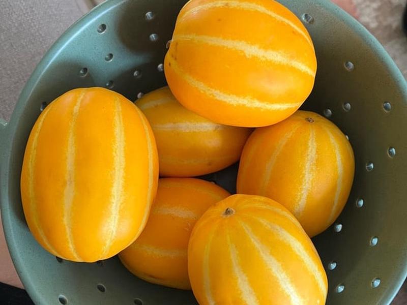 Korean Melons