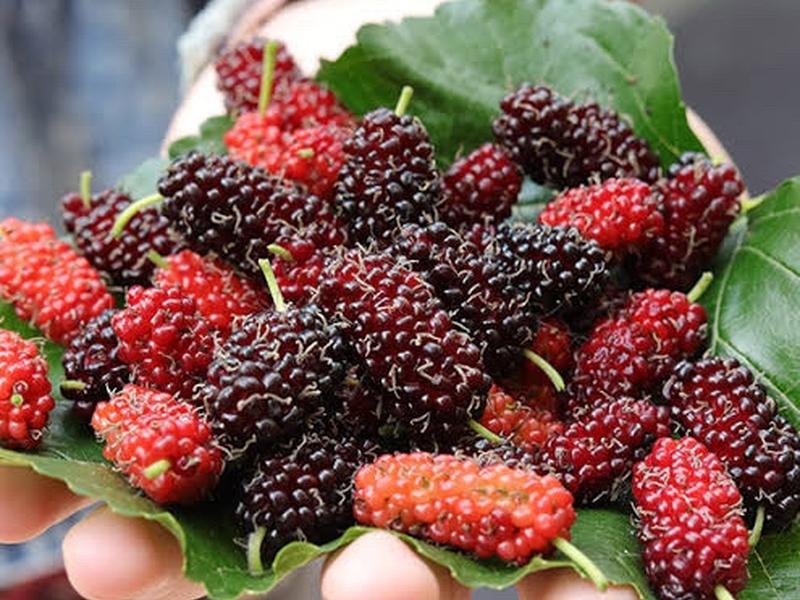 Mulberries