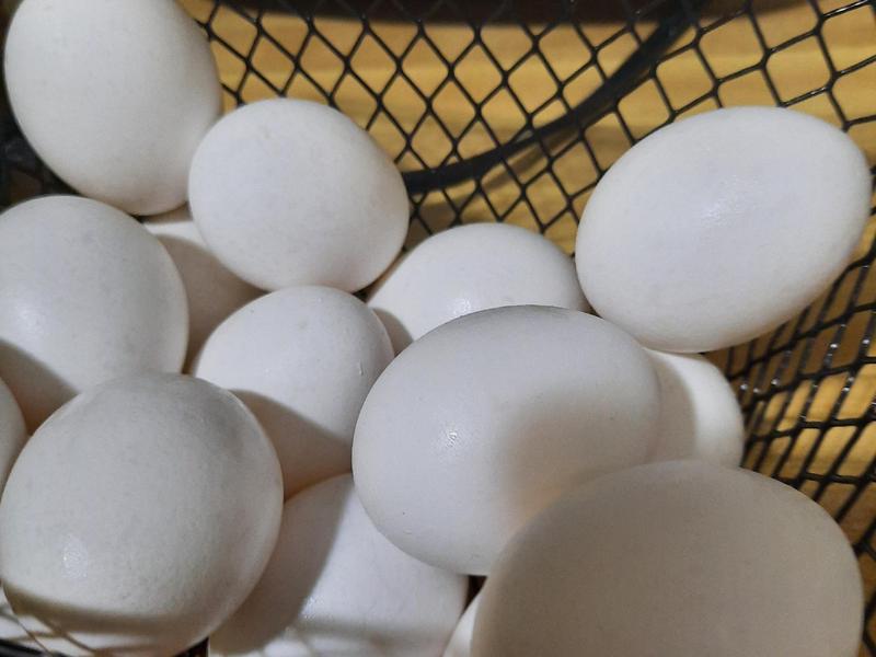 Grade A Large Eggs
