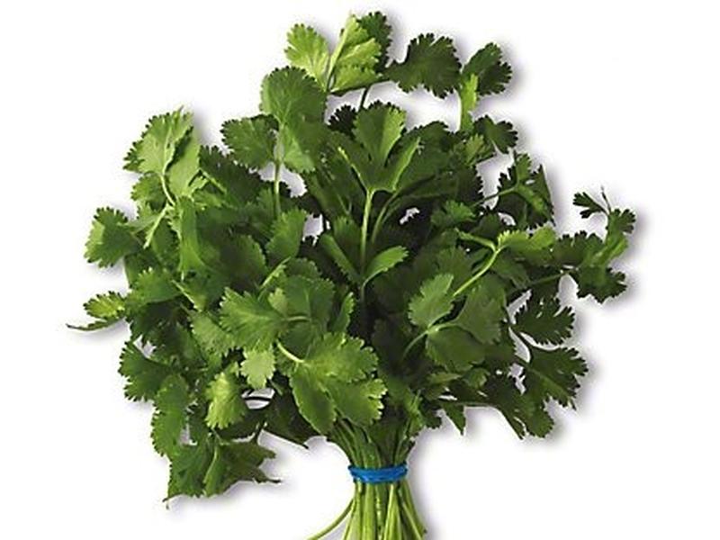 Cilantro