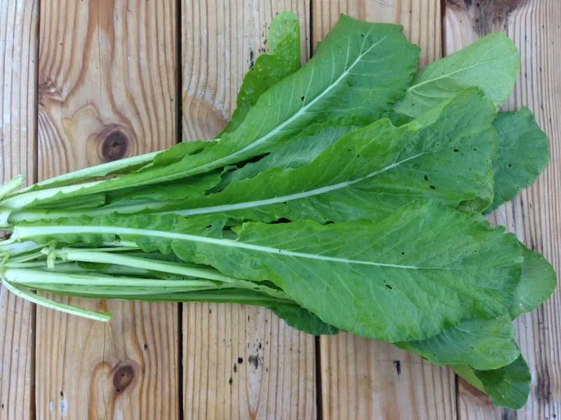 Tendergreen mustard spinach