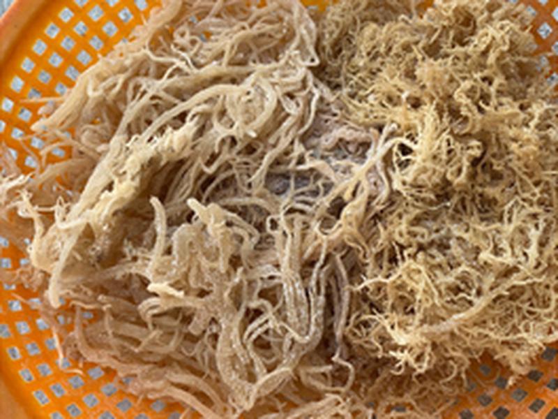 Seaweed