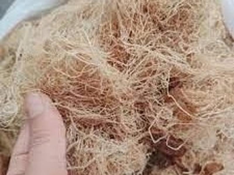 Seaweed