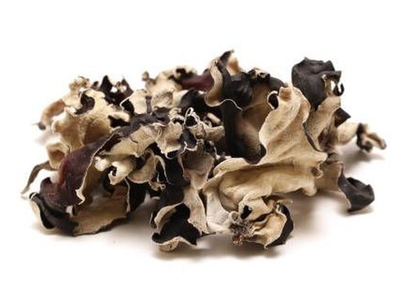 Fungi