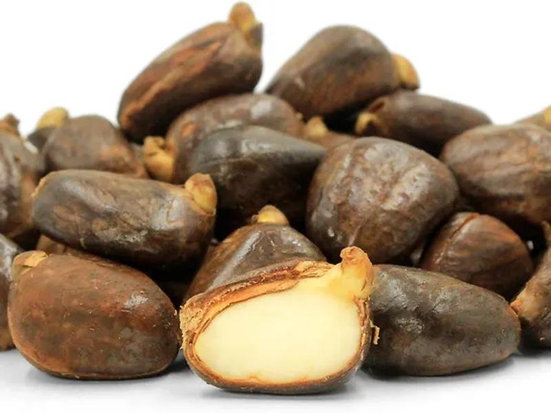 Breadnut tree seeds