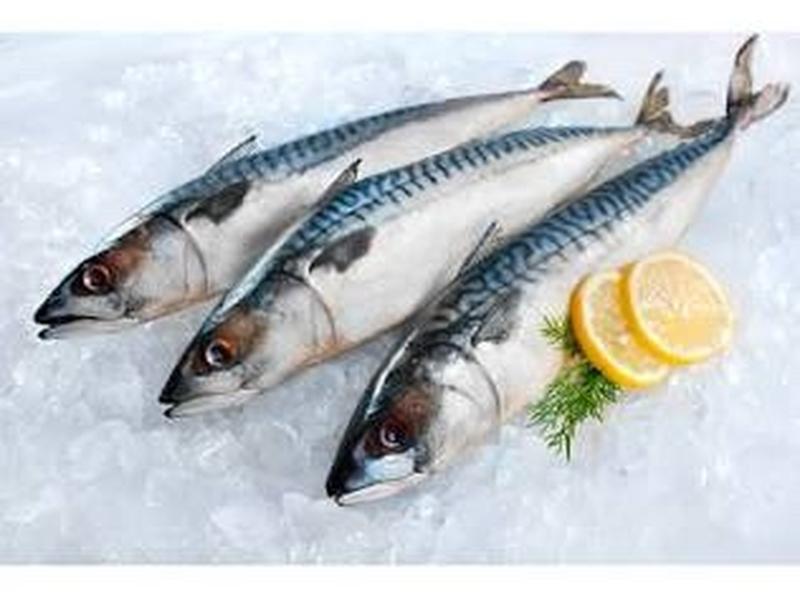 Mackerel