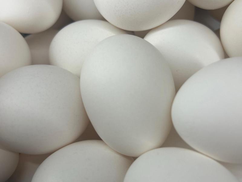 Cage Free Grade AA Large Eggs