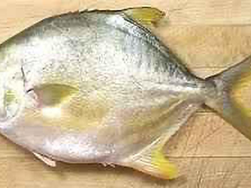 Pompano
