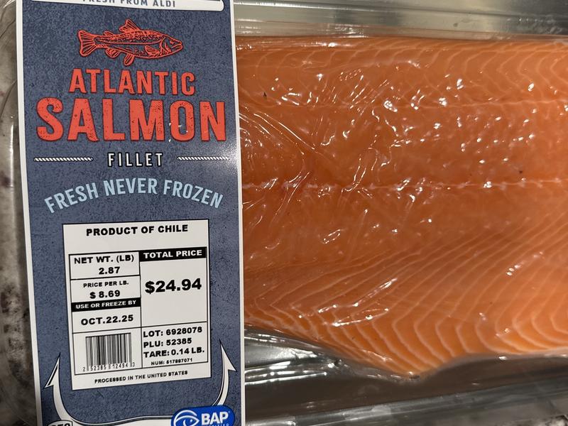 Atlantic Salmon