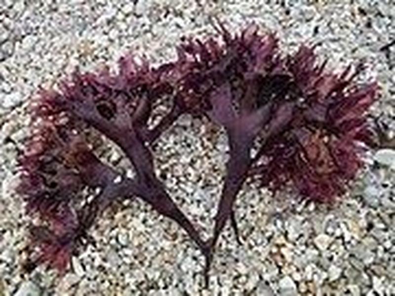 Seaweed, Canadian Cultivated Emi-Tsunomata, dry