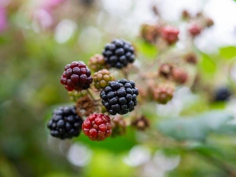 Wild blackberries