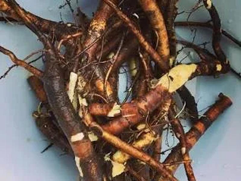 Mouse nuts roots