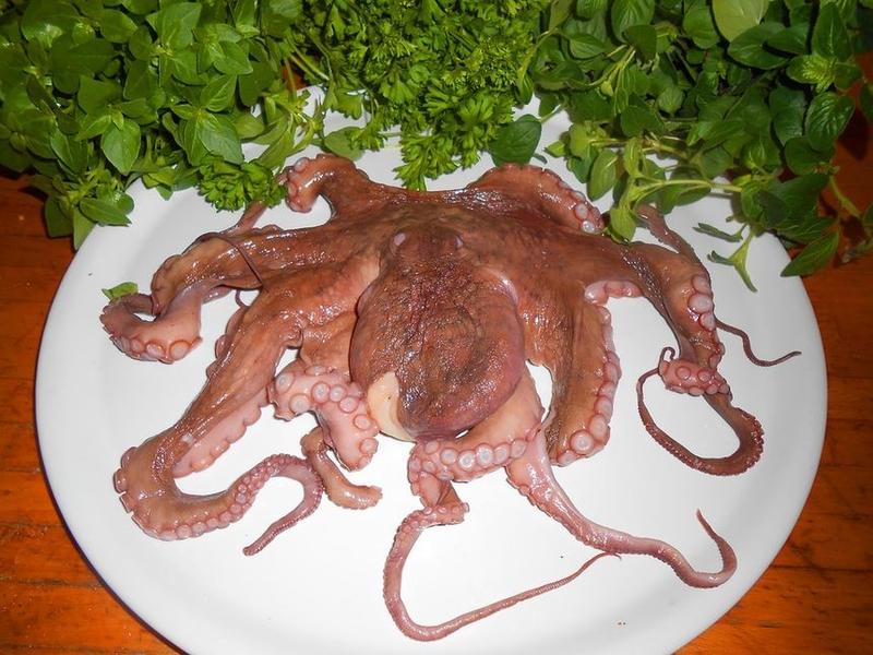 Octopus