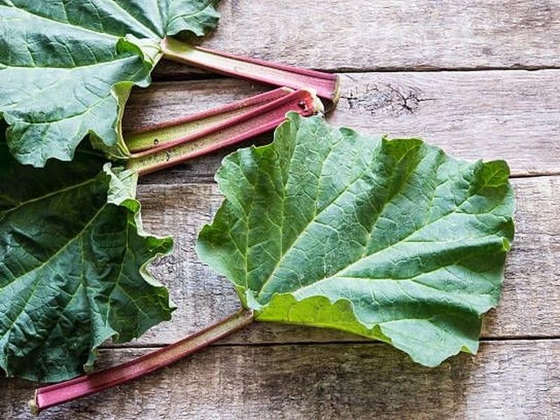 Rhubarb