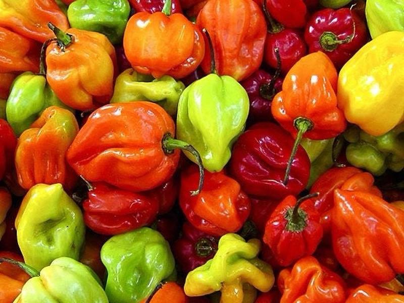 Scotch Bonnet Pepper
