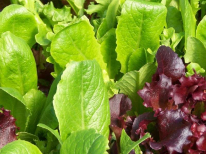 Baby Spinach and Spring Salad