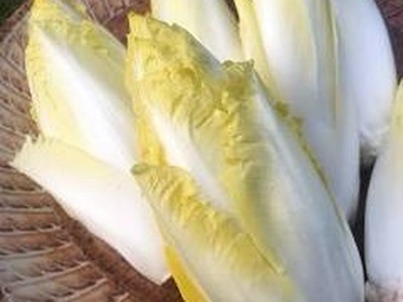 Belgian Endive