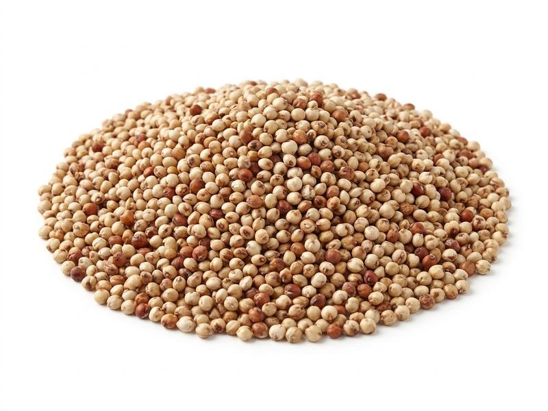 Sorghum