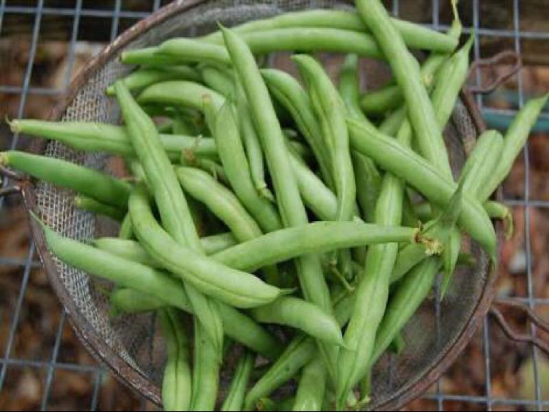 Green beans Nutrition Information Eat This Much
